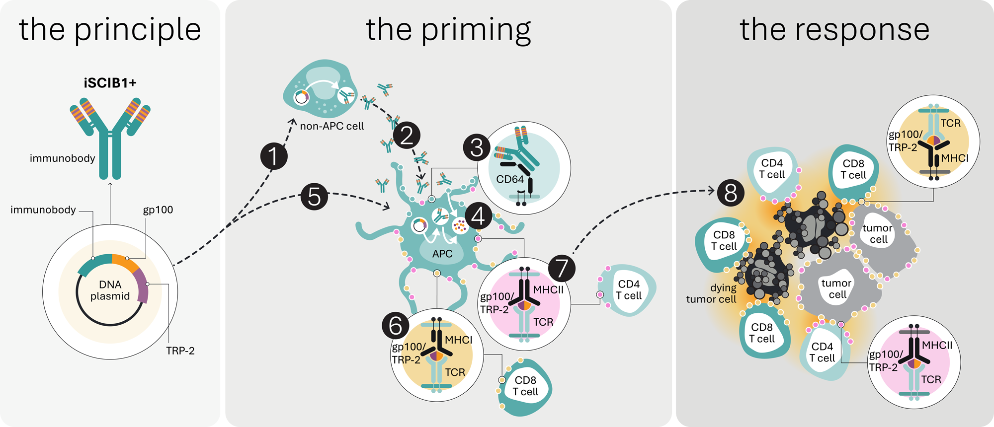 Mechanism of Action
